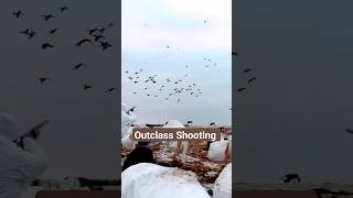 Duck Hunting Big Flock | Murghabi Ka shikar | Duck Hunting Flock | Murghabi ka shikar| Mallard flock