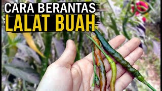 Cara memberantas lalat buah pada tanaman cabe merah keriting.