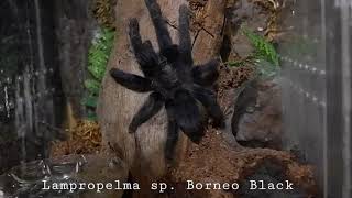 Gorby Exotics-Tarantula Highlight Video 004 (Lampropelma sp. nigerrimum arboricola ex. Borneo Black)