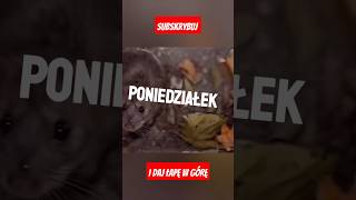 Poniedziałek 😉