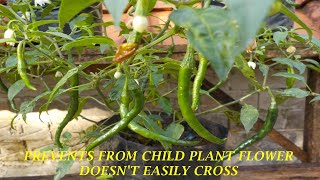 PREVENTS FROM CHILD PLANT FLOWER DOESN'T EASILY CROSS