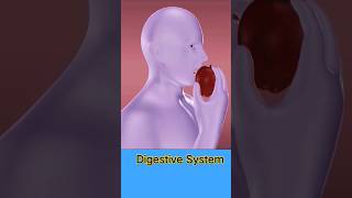 #digestivesystem  #animation #gastrointestinal #3d4medical #3danatomy #animationshorts #shortsfeed