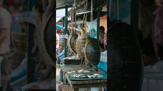 Turtles Rescued from Village Market and Released into the Ocean #shorts