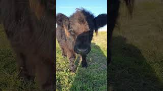 in my face #cowlover #cow #animal  #farmlife #farmlifestyle #farmlifebestlife