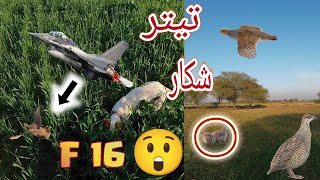 Video 9 Teetar ka Shikar Partridges Hunting Shotgun With Gundogs in Punjab Pakistan 30.1.2022 Teetar