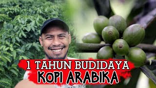 1 Tahun Berbuah, Cerita Pengalaman Budidaya Kopi Arabika