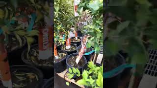 Citrus plants in garden center