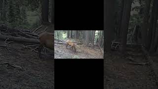 Trail Cam Bulls v1