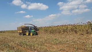 Silage of Super Sorghum SE1