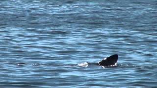 Basking Sharks off the Isles of Scilly