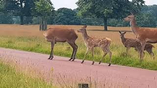 Group of Deers Trying to Cross a Ross in Sunny Richmond Park