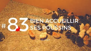 BIEN ACCUEILLIR SES POUSSINS │LFDT #83