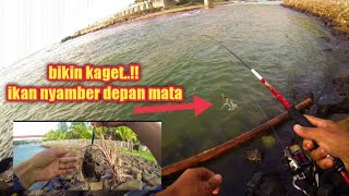 sampai kaget..!! minnow di sambar depan mata #mancingpangandaran #ul #mangrovejack