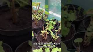 Gardening - bringing plants into the greenhouse before the winter