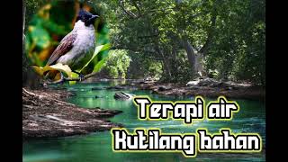 Kutilang dan air mengalir utk bahan dan macet bunyi #terapiair #kutilang #suaraburung #suarakutilang