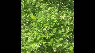 Pawpaws And Deerberries In Blossom