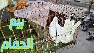 رايح الشغل الصبح🙋🏽🤦🏽واخد حمام معايا 🕊️🦜#pigeon