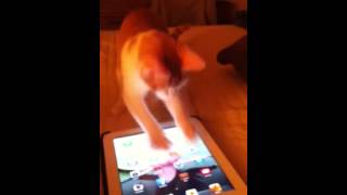 Kitty Goes iPad Bonkers