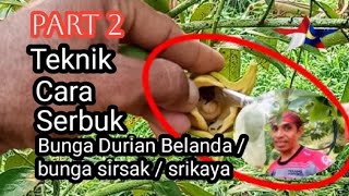 Teknik atau cara serbuk bunga Durian Belanda atau bunga sirsak. part 2