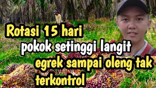 jangan remeh kan pemanen sawit‼️kerja menantang maut+kemustahilan 💪🏻,#sawit #petani #video