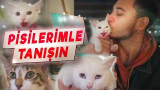 Kediciklerimle Tanışın | Pırasa, Sütlaç, Şiva ve diğerleri