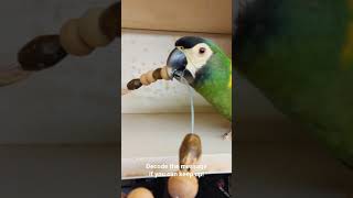 Cutest pet parrot challenges world's fastest Morse code operator | Pneuma, the Yellow Collared Macaw