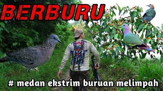 MEDAN EXTRIM BURUAN MELIMPAH😱‼️BERBURU BURUNG PUNAI ,PERGAM & TEKUKUR // BURUANNYA SANGAT MRLIMPAH