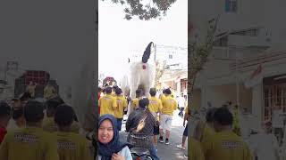 arak-arakan kambing bandot raksasa karnaval pingit 2023 #shorts