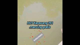 Ibu ibu berburu ikan lele di mancing gratis