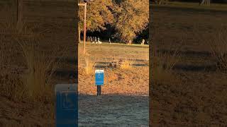 Geese are bullies!! #geese #goose #deer #nature #texas #roadtrip #rvlifestyle