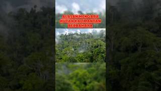 Hutan Kalimantan berbahaya #infounik #infomenarik #informasi #info #faktaunik #fakta #faktamenarik