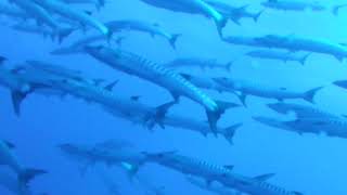 ABUNDANT barracuda diving in Rangiroa!!!