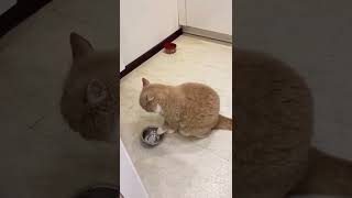 Cat love #cat #catsoftiktok #catlover #viral  #shortvideo #shorts  #youtubeshorts #whatsapp