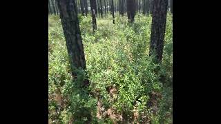 Deerberries On The Florida Trail