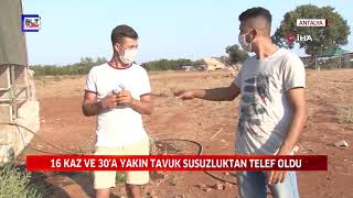 16 KAZ VE 30'A YAKIN TAVUK SUSUZLUKTAN TELEF OLDU