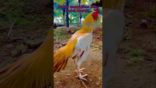 Hanya bulu saja yg indah #ayamaseel #ayamlokal #rooster #ayam bangkok