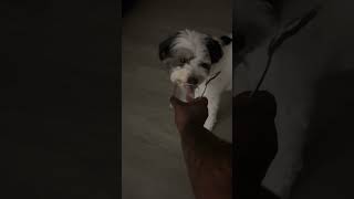 Cute dog loves to clean the bowl#fyp#pets#viral#cute