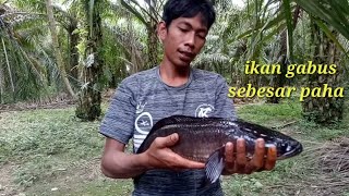 Ternyata masih ada ikan gabus sebesar paha