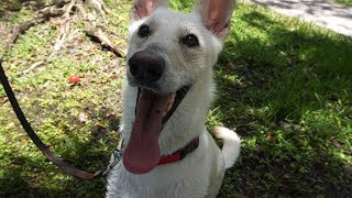 Luna Gets Pool Time... AND SHE BROKE HER LEASH! | 06.24.17