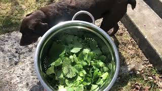 Foraging and Drying Wild Garlic Mustard