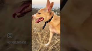 Chasing sunsets and barren lands !!! #dog #dogshorts #dogs #doglovers #doglover #dogsofinstagram