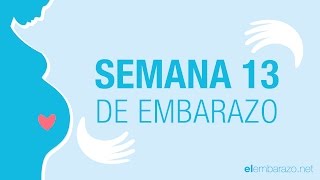 Semana  13 de embarazo | 13 semanas de embarazo | El embarazo semana a semana