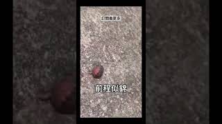 無家可（龜🐢）#地獄 #迷因 #shorts #梗圖 #memes #tiktok #搞笑 #烏龜 #流量密码