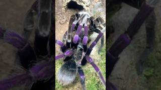 Pamphobeteus insignis (Colombia) 💜 Purple tarantula pairing