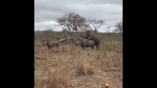 mating vibe@kidepo game park uganda