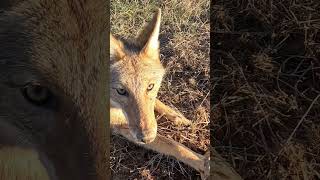 coyote makes a snack out of my camera!! (how to/trapping series) #lonebowhunter™️