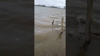 Hoog water IJssel Zwolle. Hooibalen verdwijnen tot ver in de IJssel.