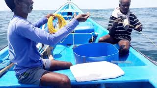 Red snapper fish catching video