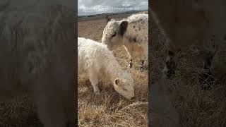 Lulu with Woody #cowlover #cow #animal