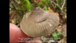 Mycena polygramma. Champimaginatis. English Text.